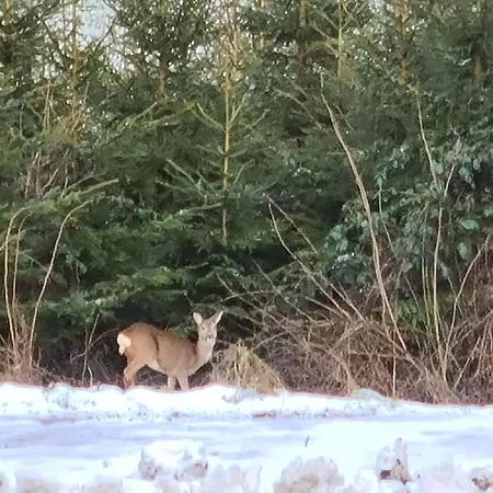 Hennemann シュマレンベルク