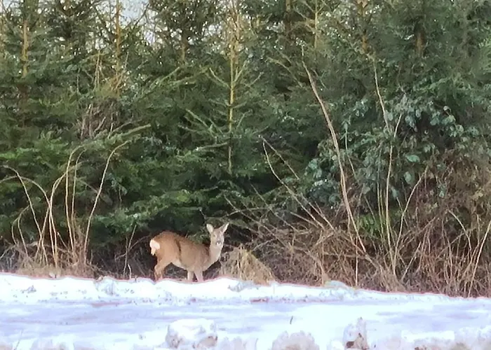 Hennemann سشمالنبرغ